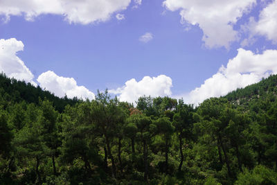 Low angle view of trees against sky