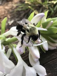 Close-up of insect on white flower