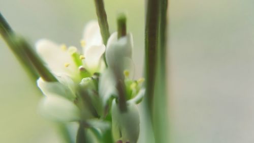Close-up of flowers against blurred background