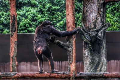 View of monkey on tree trunk in zoo