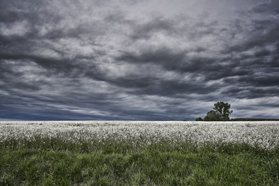 Scenic view of field against sky