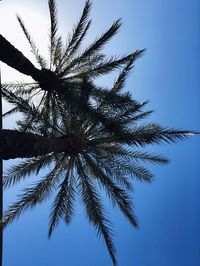 Low angle view of palm tree against clear blue sky