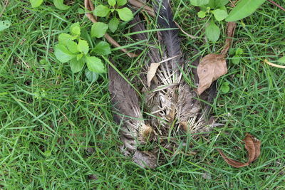 High angle view of snake on field