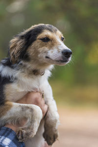 Close-up of dog looking away