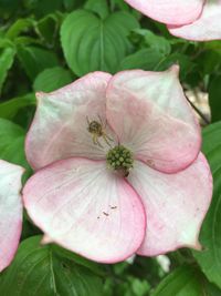 Close-up of insect on pink flower