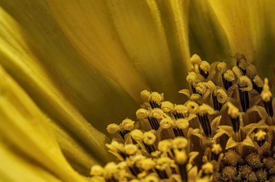 Macro shot of yellow flowering plant