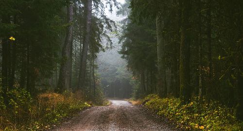 Road amidst trees in forest