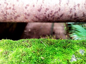 Close-up of snake on grass