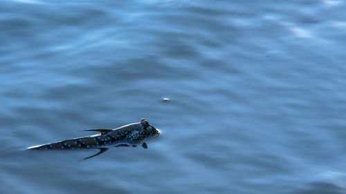 High angle view of lizard on sea