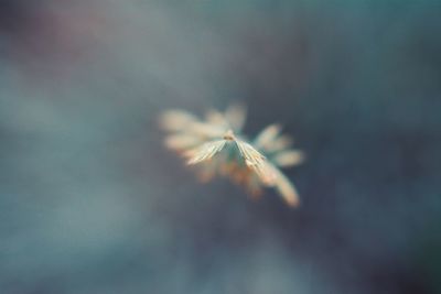 Close-up of dandelion against sky