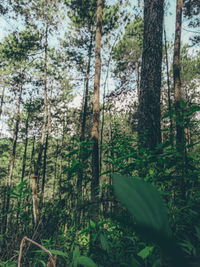Trees growing in forest