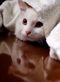 Close-up portrait of a cat