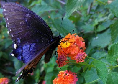 Close-up of butterfly on leaf