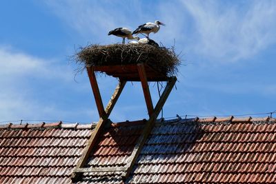 Low angle view of bird on roof against sky