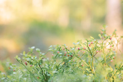 plant