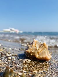 Close-up of seashell on beach