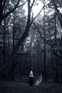 Rear view of bare trees in forest