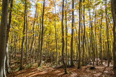 Trees growing in forest during autumn