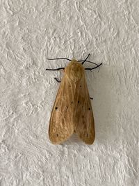 Close-up of butterfly on wall