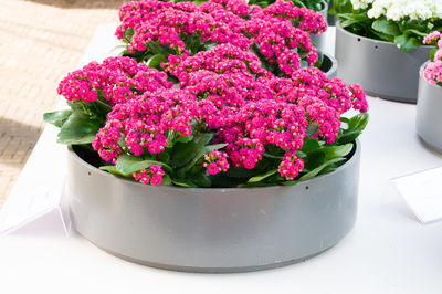 High angle view of pink flower pot on table