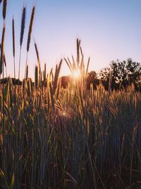 View of stalks in field against sunset