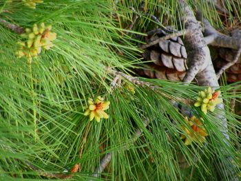 Close-up of fresh green plants