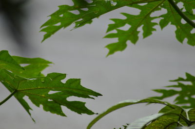 Close-up of wet tree leaves