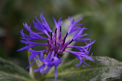 Close-up of purple flower blooming outdoors