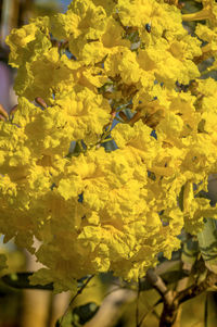 Close-up of yellow flowers blooming outdoors