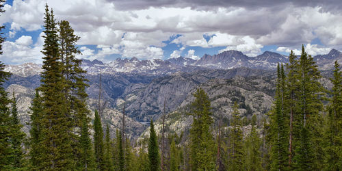 Panoramic view of pine trees and mountains against sky