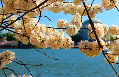 Cherry blossoms on tree against tidal basin and jefferson memorial