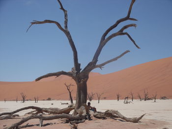 Bare tree on desert against clear sky