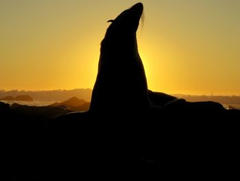 Silhouette horse on landscape against sky during sunset