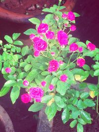 Close-up of pink flowers