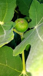 Close-up of insect on leaf