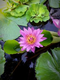 Close-up of lotus water lily