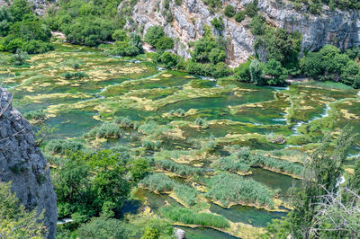 High angle view of trees in forest