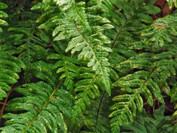 Close-up of fern leaves