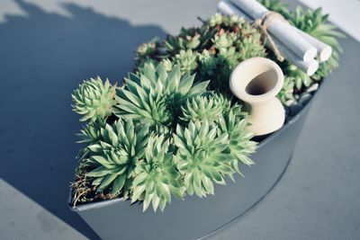 High angle view of potted plant on table