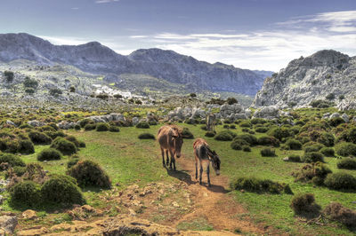 View of horses on landscape