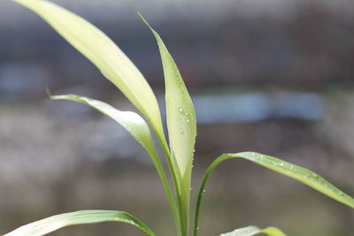 Close-up of fresh green plant