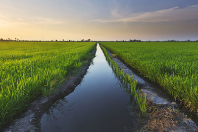 Scenic view of rice field against sky