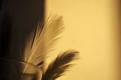 Close-up of feather against wall