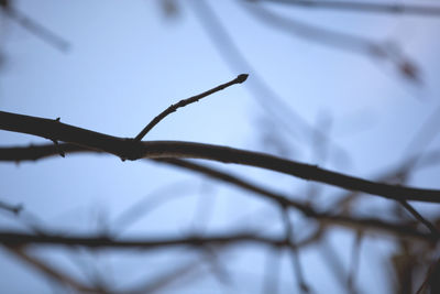 Close-up of plant against sky