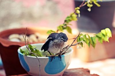 Close-up of bird perching on potted plant