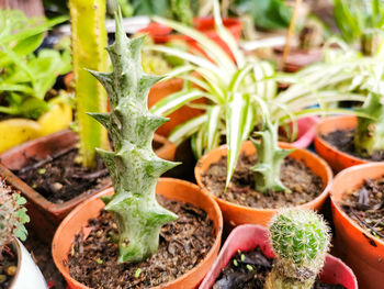 Close-up of potted plants