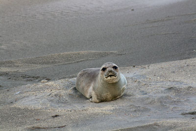 Close-up of seal at beach