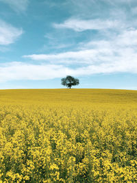Scenic view of oilseed rape field against sky