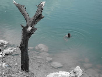 High angle view of bird on lake