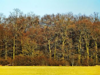 Close-up of tree against sky